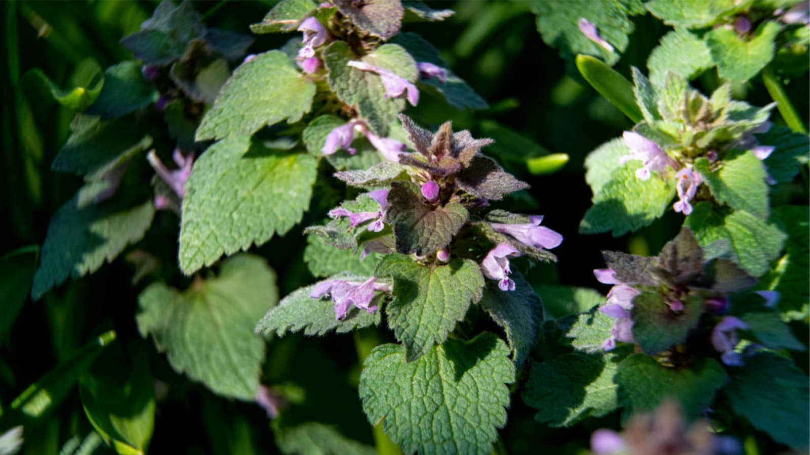 How to Kill Purple Dead Nettle