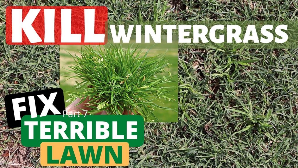 How to Kill Winter Grass 10 Effective Tips (2024)