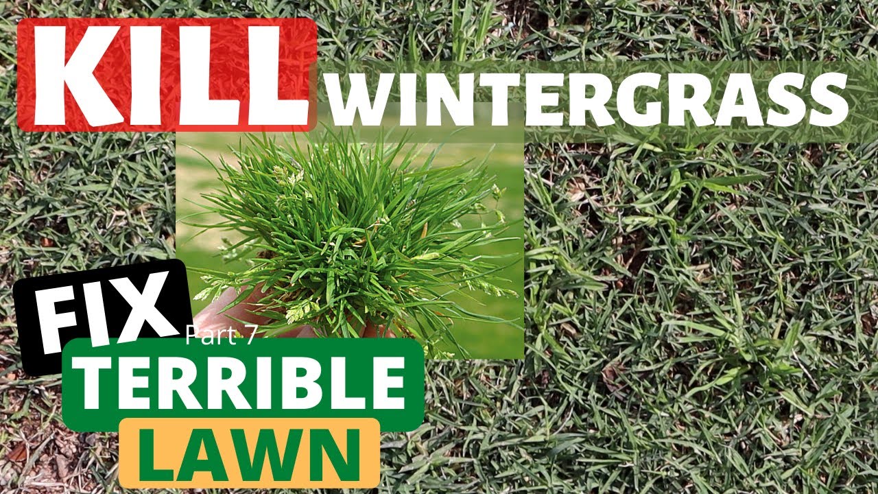 How to Kill Winter Grass