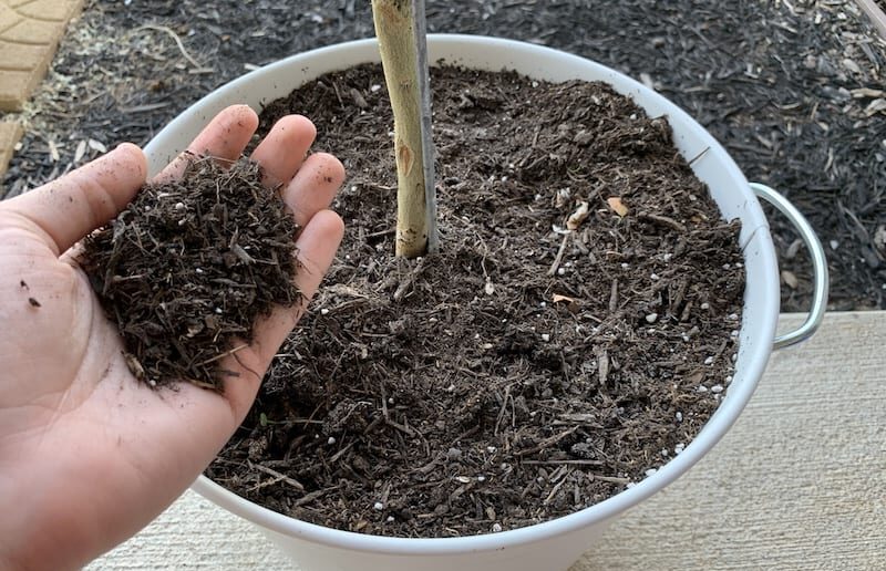 How to Make Potting Soil for Citrus Trees