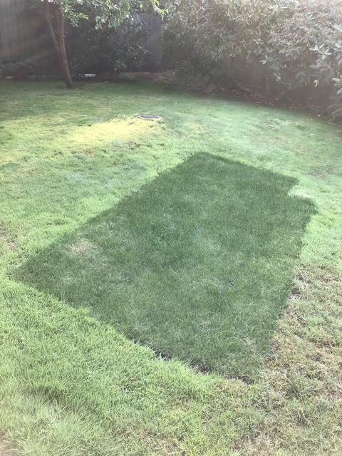 How to Match Grass Seed to Existing Lawn