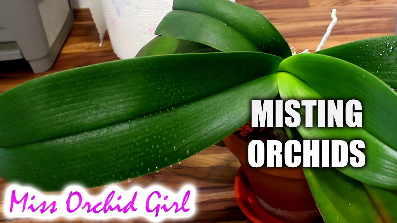 How to Mist Orchids