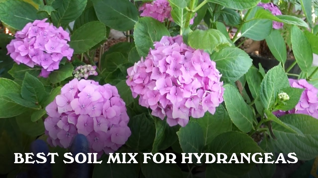 How to Prepare Soil for Hydrangeas