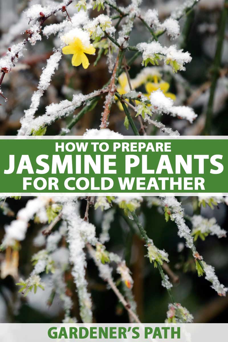 How to Protect Star Jasmine Plant in Winter