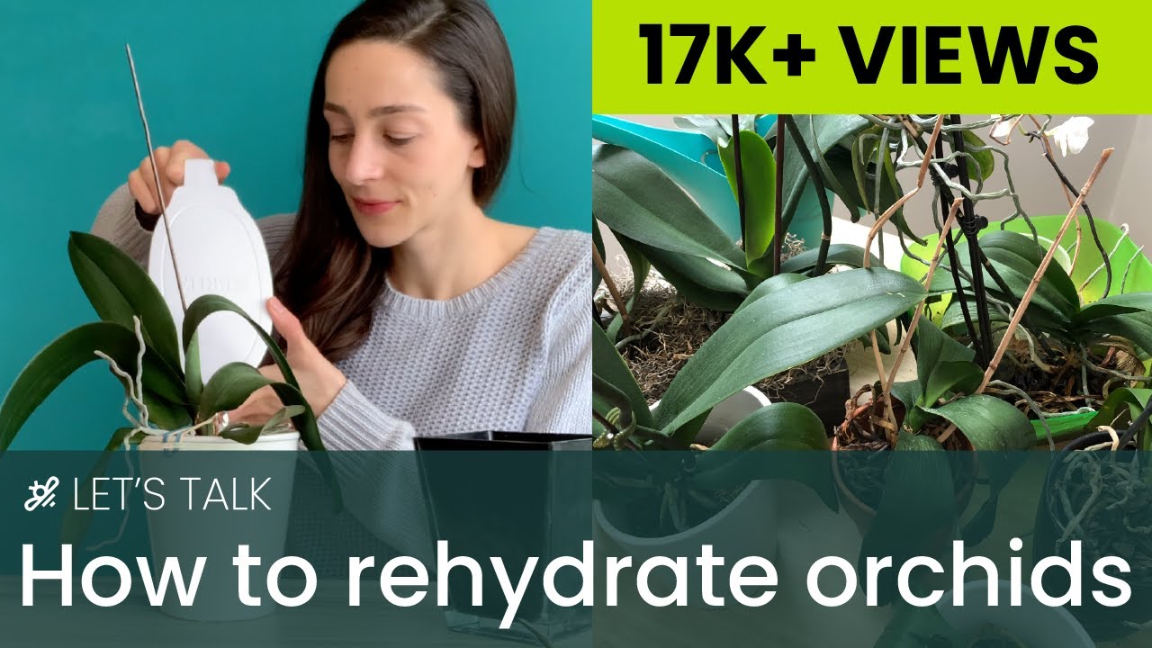 How to Rehydrate Orchid Leaves