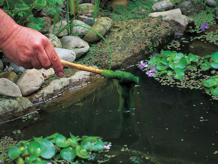 How to Remove Aquatic Weeds from Garden Pond