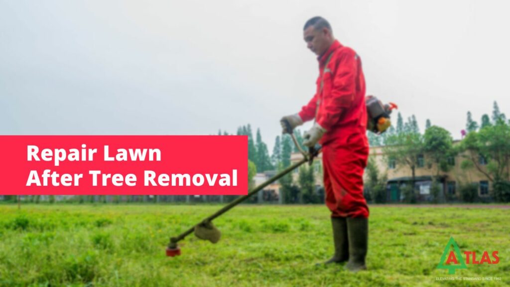 How to Repair Lawn After Tree Removal