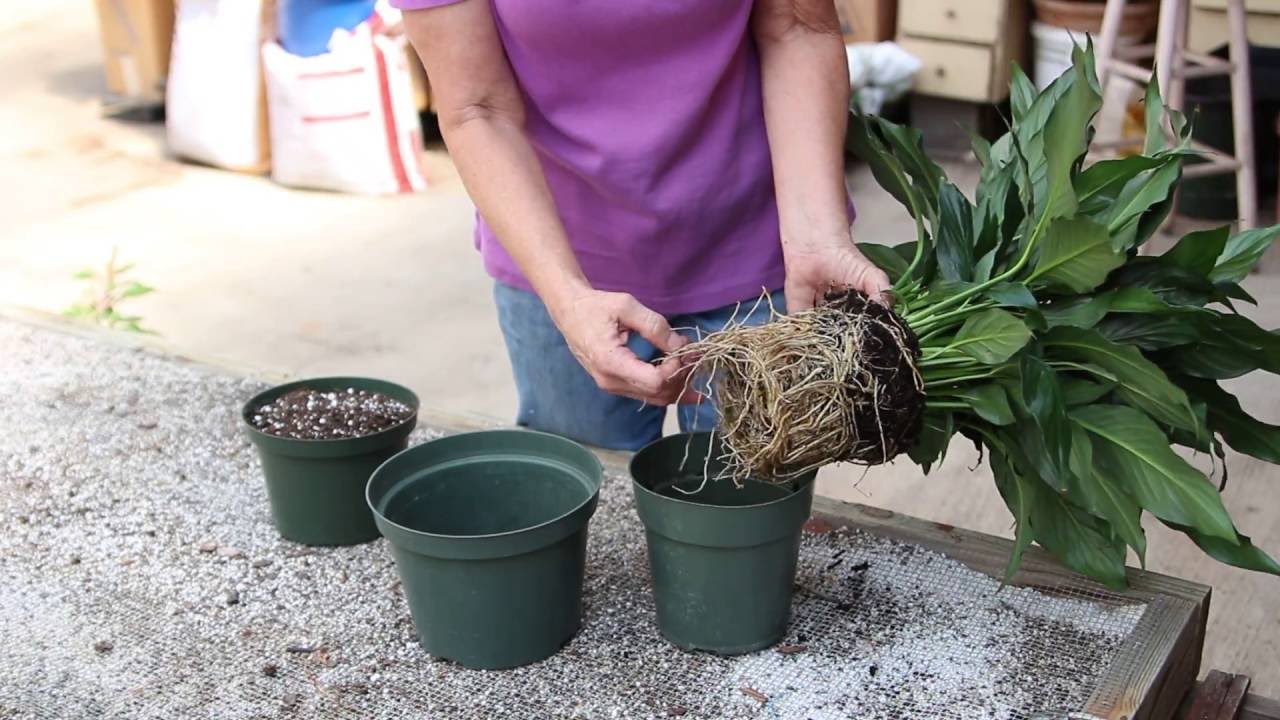 How to Repot a Peace Lily Plant