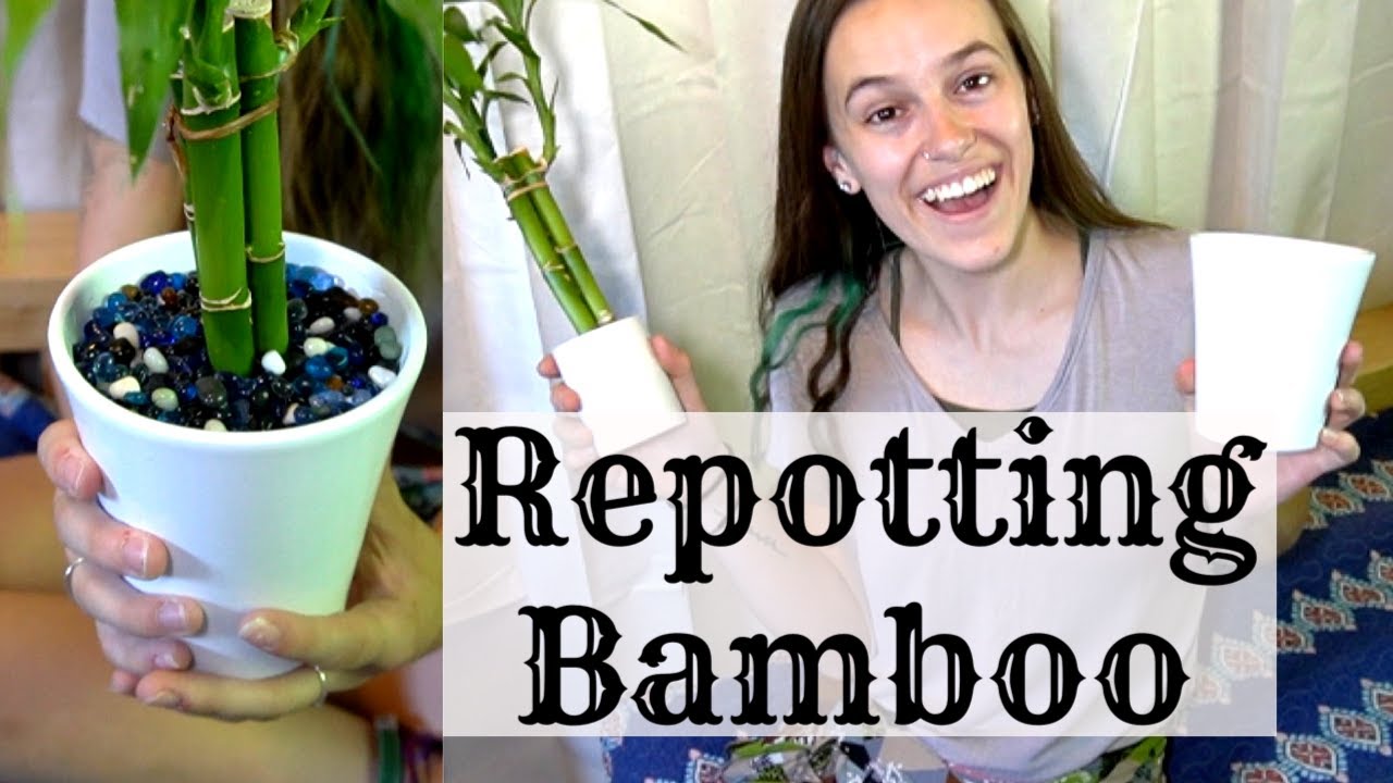 How to Repot Bamboo Plant in Rocks