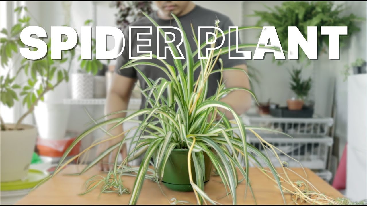 How to Repot Spider Plant