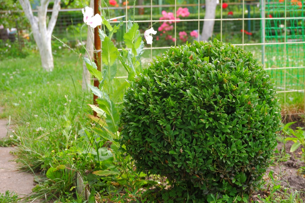 How to Revive Boxwood Bushes