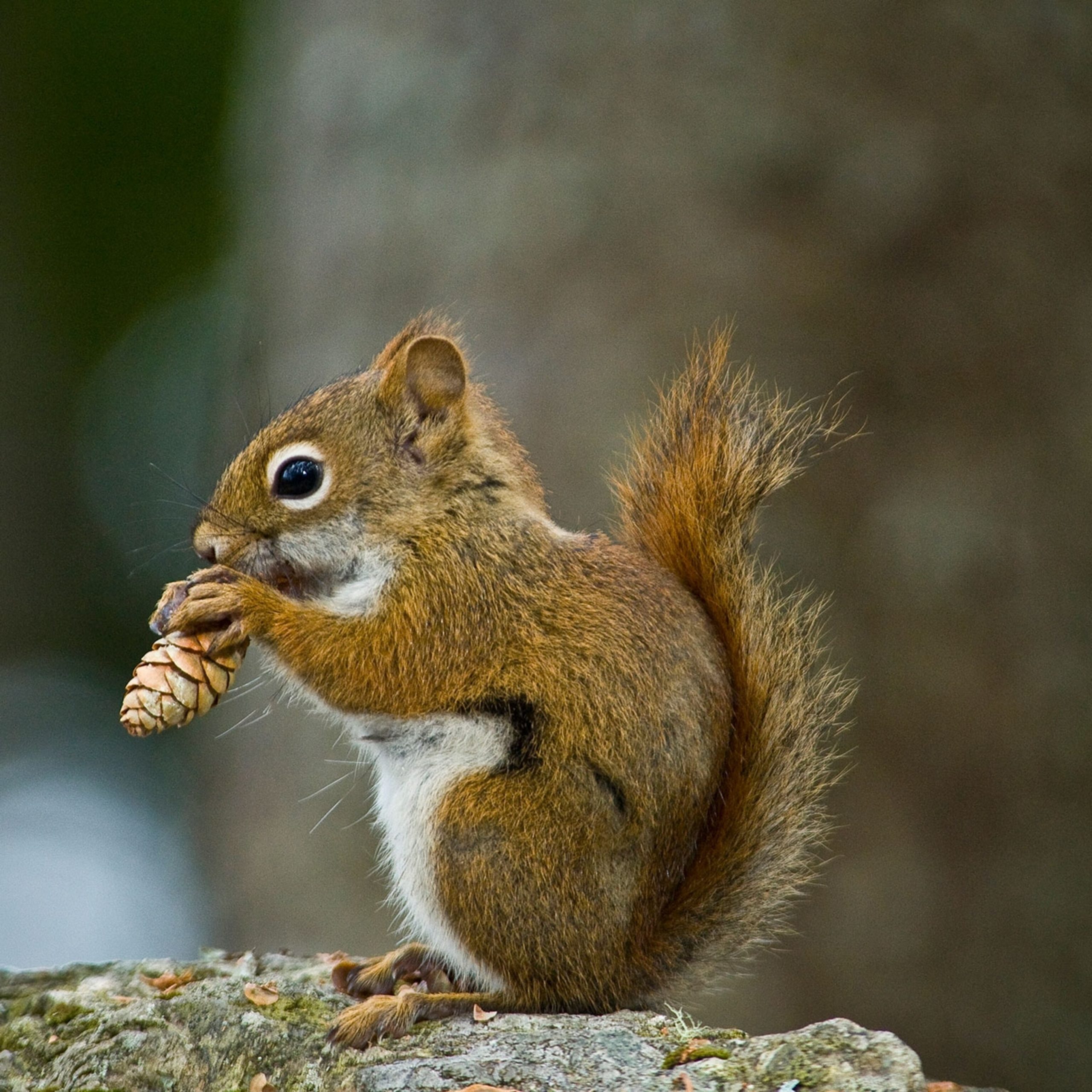 How to Stop Squirrels from Eating Pine Cones