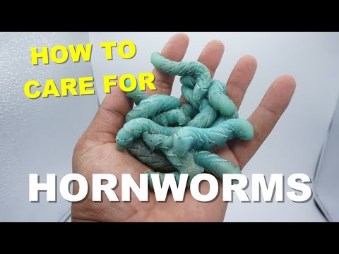 How to Take Care of Hornworms