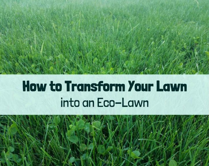 How to Transform Your Lawn into an Eco-Lawn