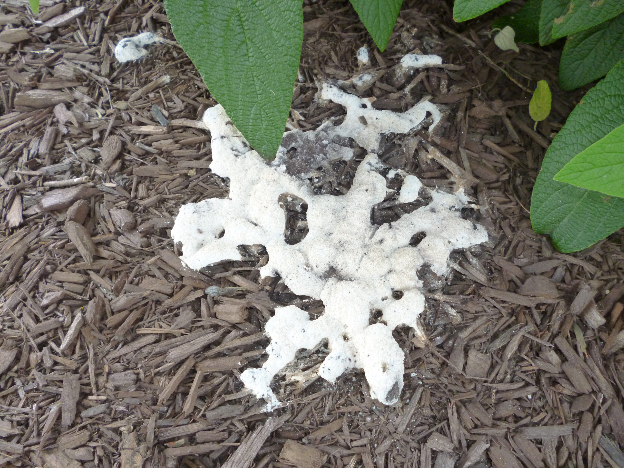 How to Treat White Mold in Mulch