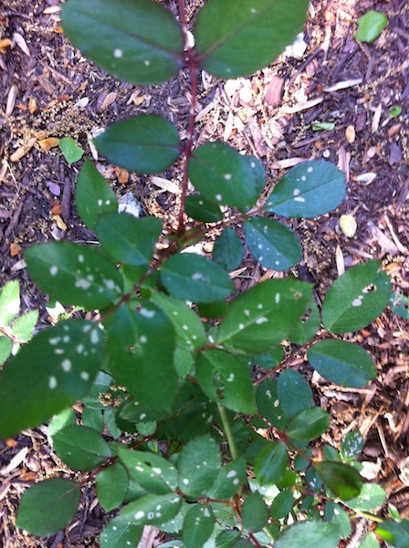 How to Treat White Spots on Rose Leaves