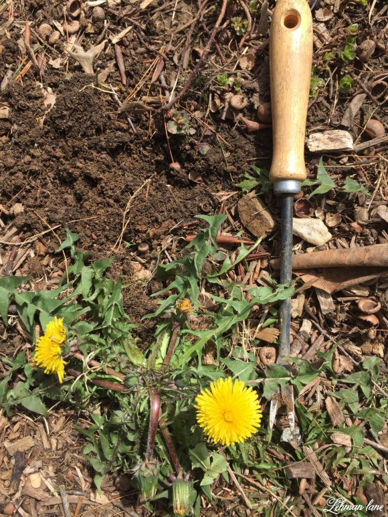 How to Use a Dandelion Weeder