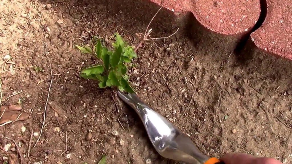 How to Use a Hand Weeder Step by Step Guide (2024)