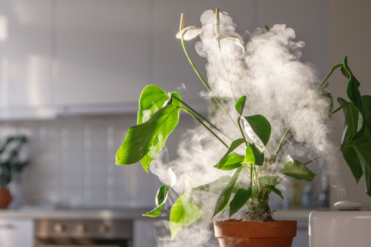 How to Use a Humidifier for Plants