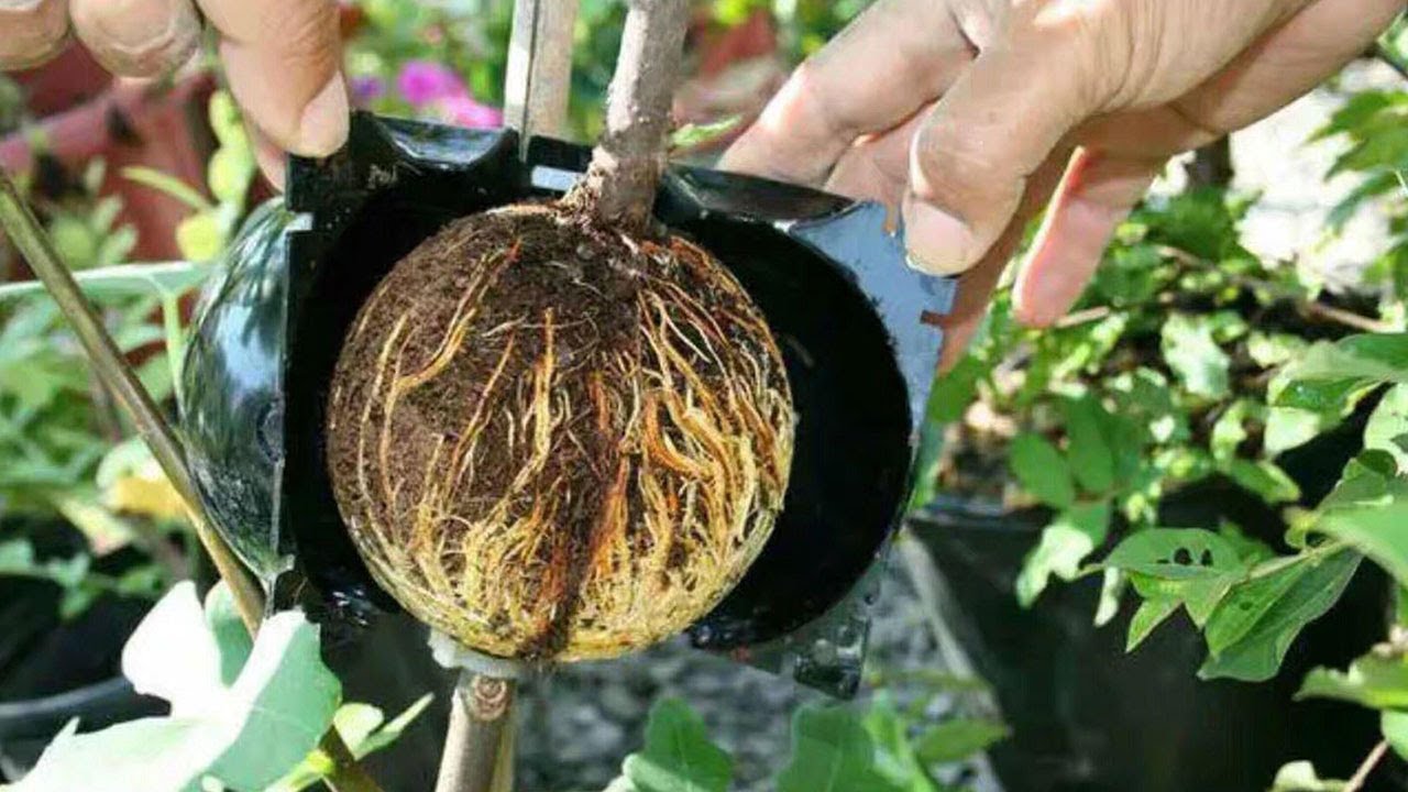 How to Use a Rooting Ball