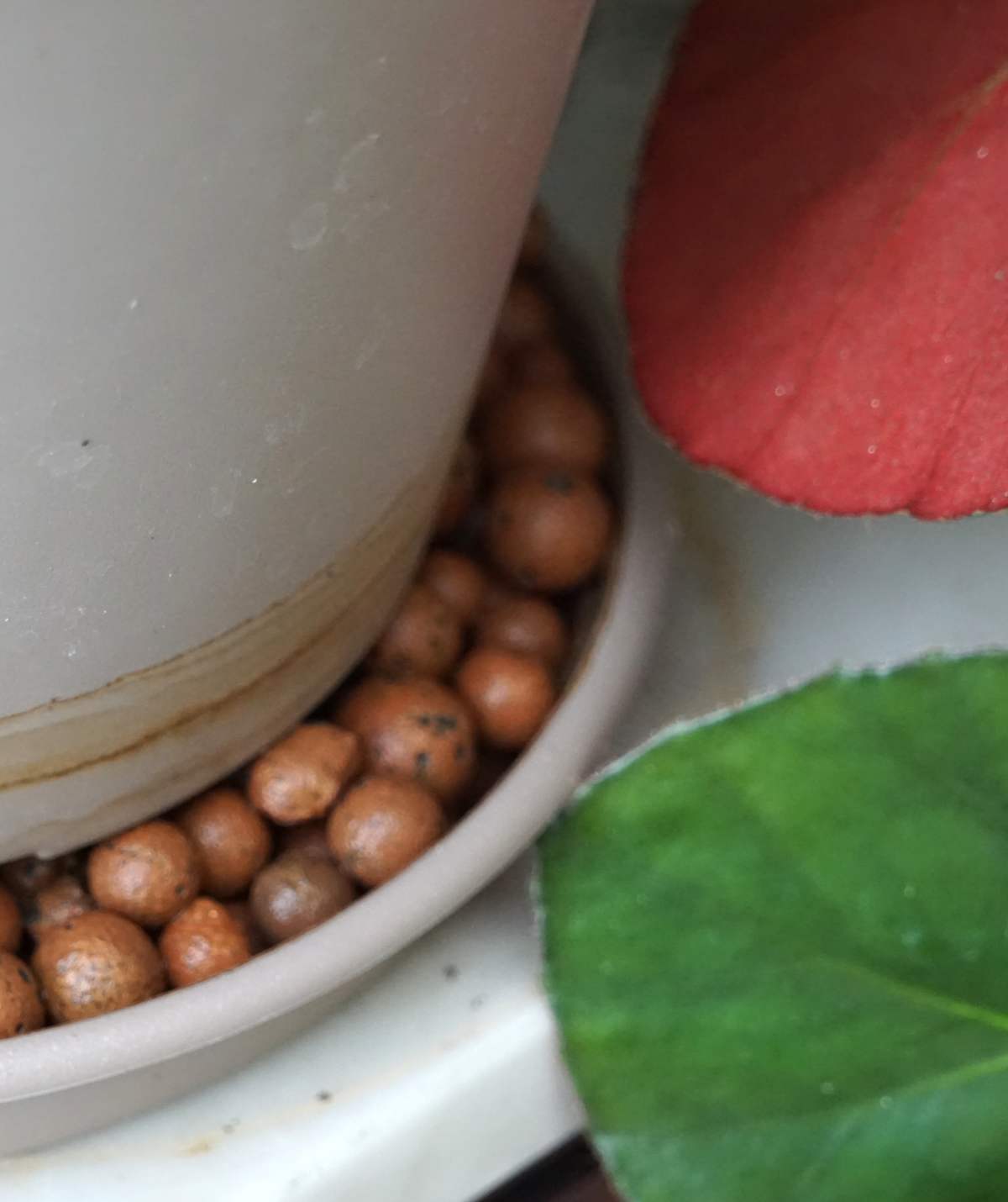 How to Use Clay Pebbles for Houseplants