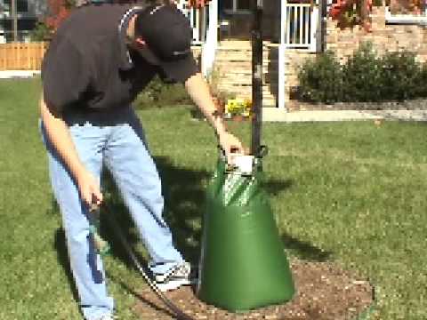 How to Use Tree Watering Bags