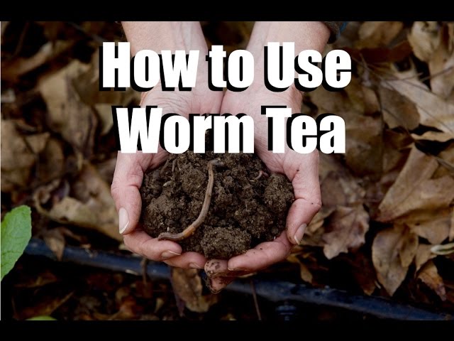 How to Use Worm Tea