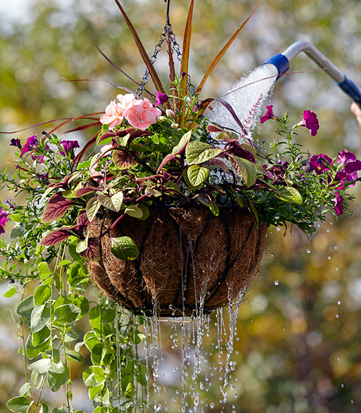 How to Water Hanging Baskets Without a Hose