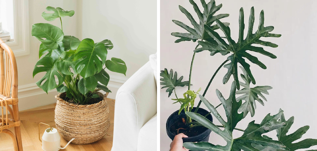 How to Care for Split Leaf Philodendron