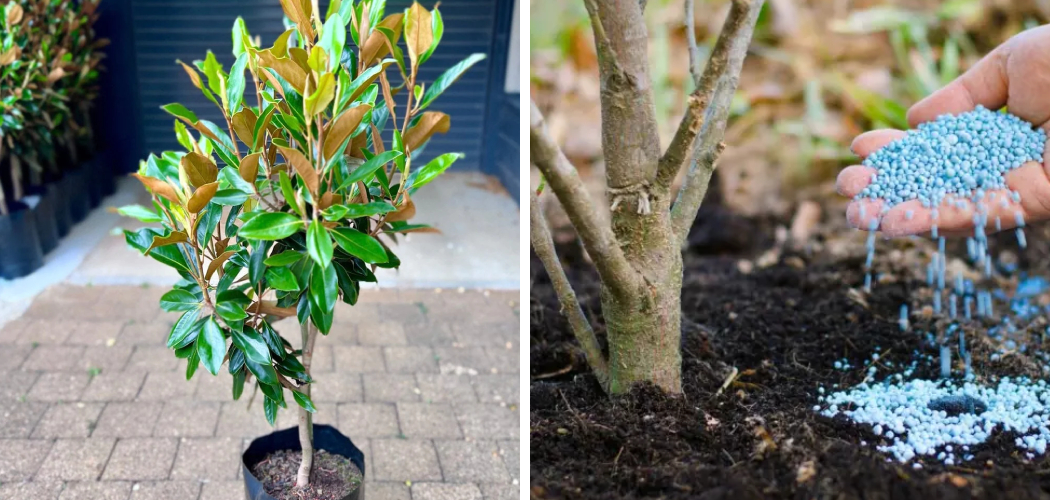 How to Fertilize Magnolia Tree