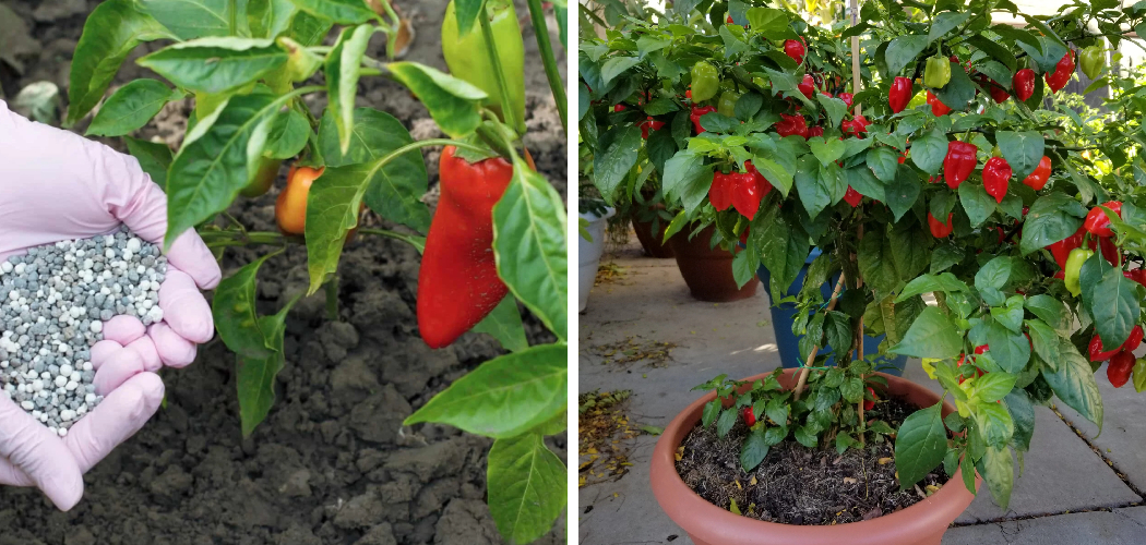 How to Fertilize Pepper Plants