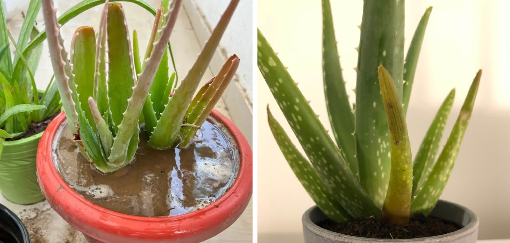 How to Fix an Overwatered Aloe Plant
