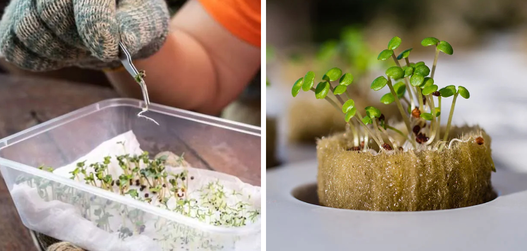 How to Germinate Seeds for Hydroponics Without Rockwool