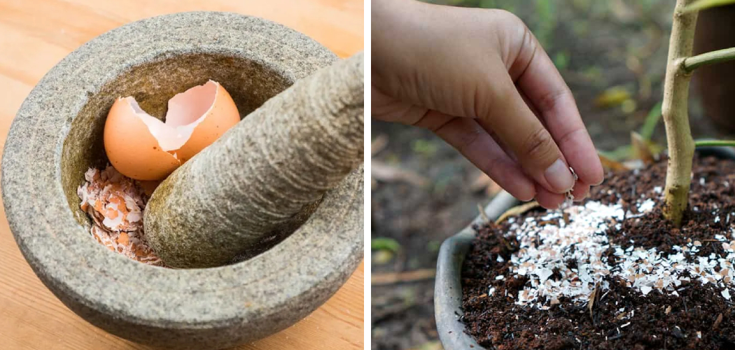 How to Grind Eggshells for Plants