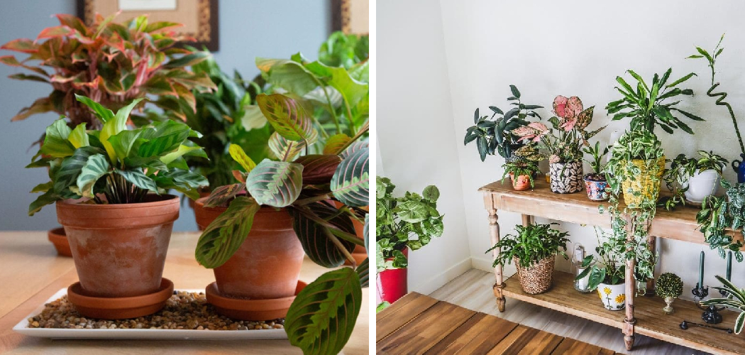 How to Increase Humidity for Plants Without Humidifier
