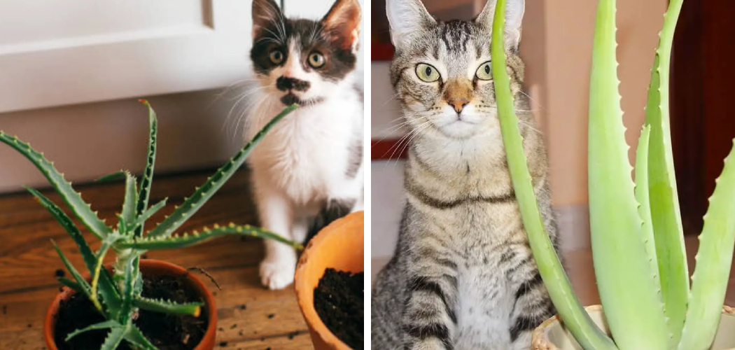 How to Keep Cats Away from Aloe Vera Plant