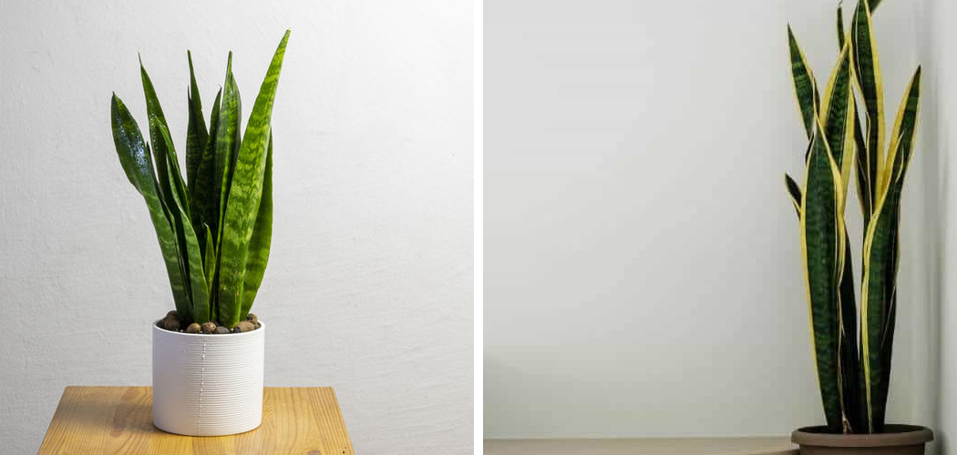 How to Make Snake Plant Grow Straight