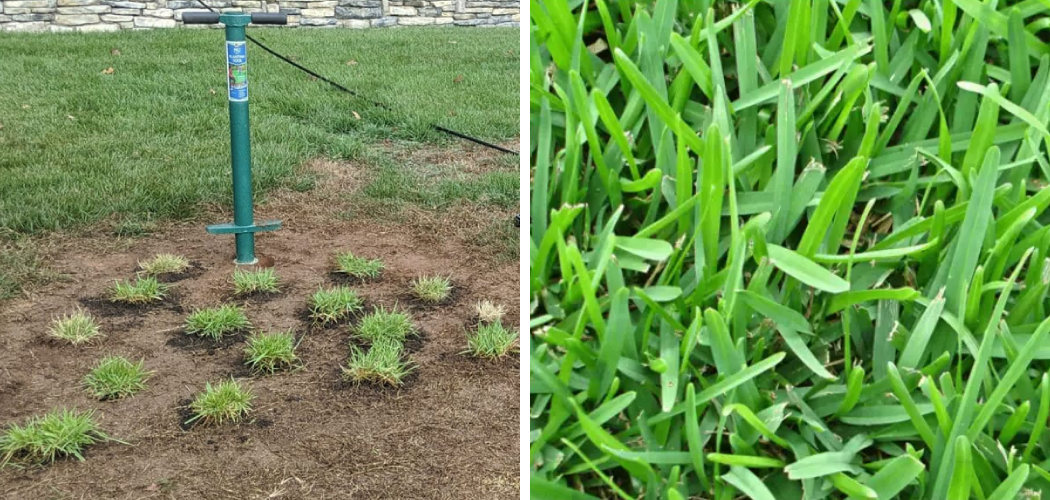 How to Make St Augustine Grass Spread Quickly