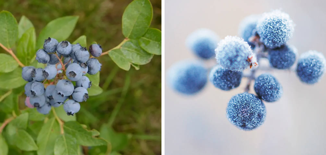 How to Protect Blueberry Bushes from Freezing