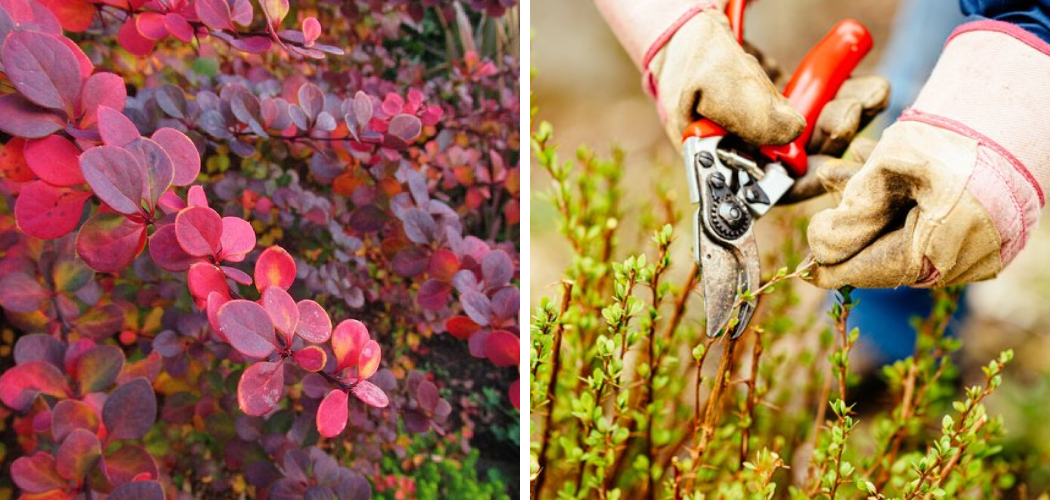 How to Prune a Barberry Bush