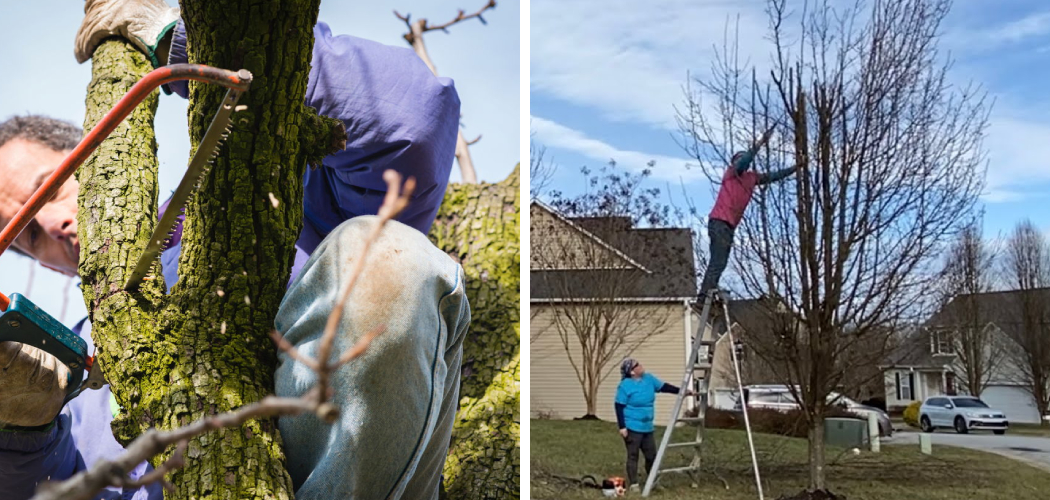 How to Prune a Bradford Pear Tree