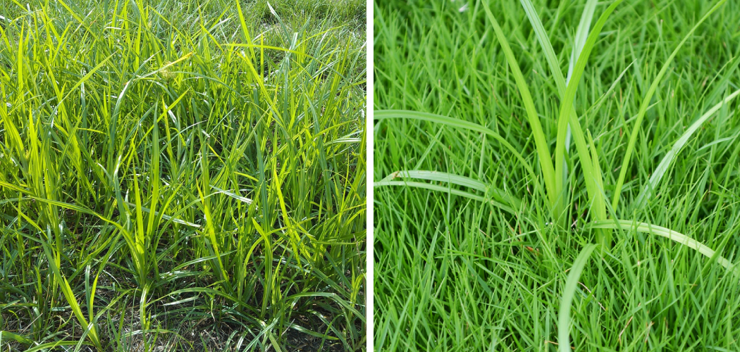 How to Remove Nutsedge