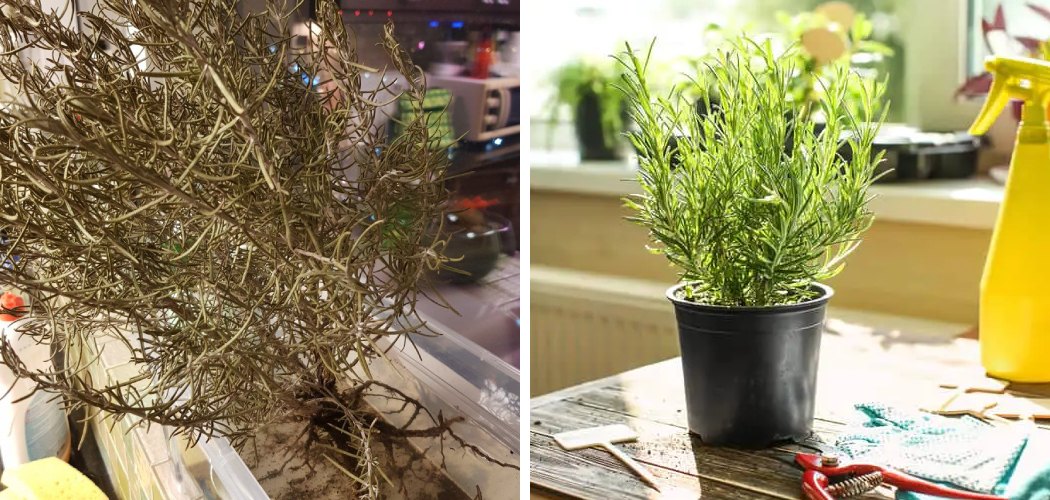 How to Revive Dried Up Rosemary Plant