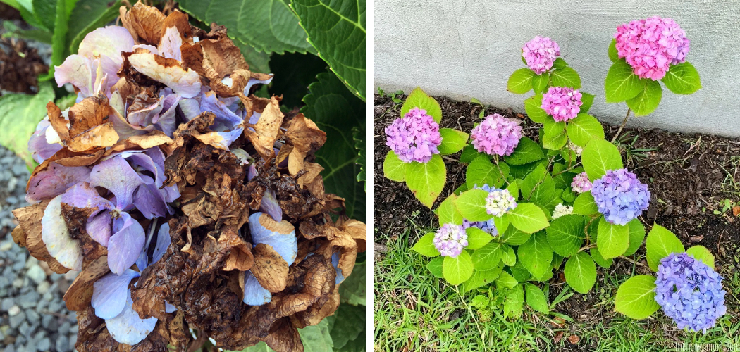 How to Revive a Dried Out Hydrangea Plant