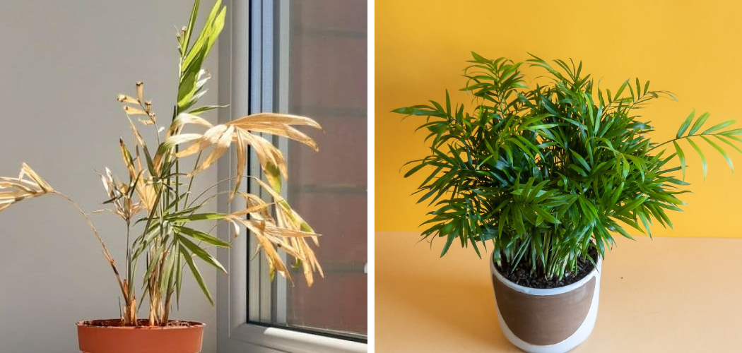 How to Revive a Dying Potted Palm Tree