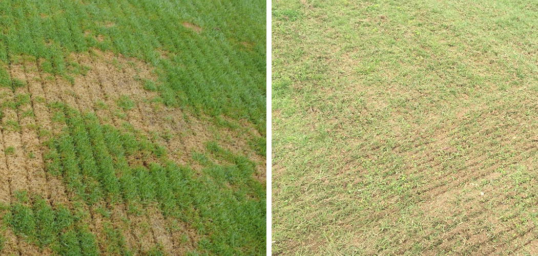 How to Slice Seed a Lawn StepByStep Guide (2024)