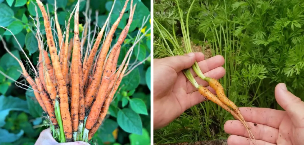 How to Thin Carrots in Garden