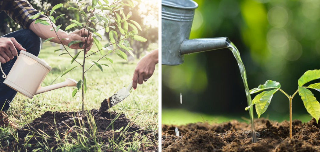 How to Water Newly Planted Trees