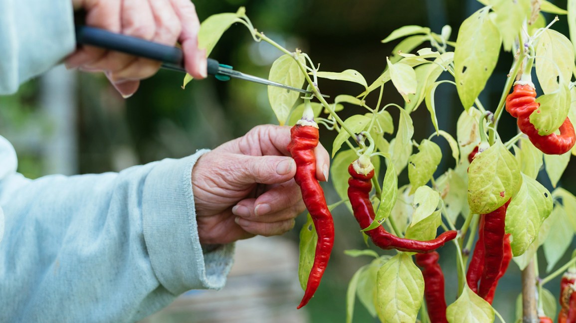 How to Apply Cayenne Pepper to Plants