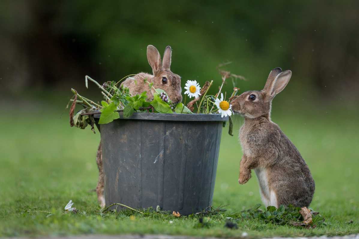 How to Attract Rabbits to Your Yard